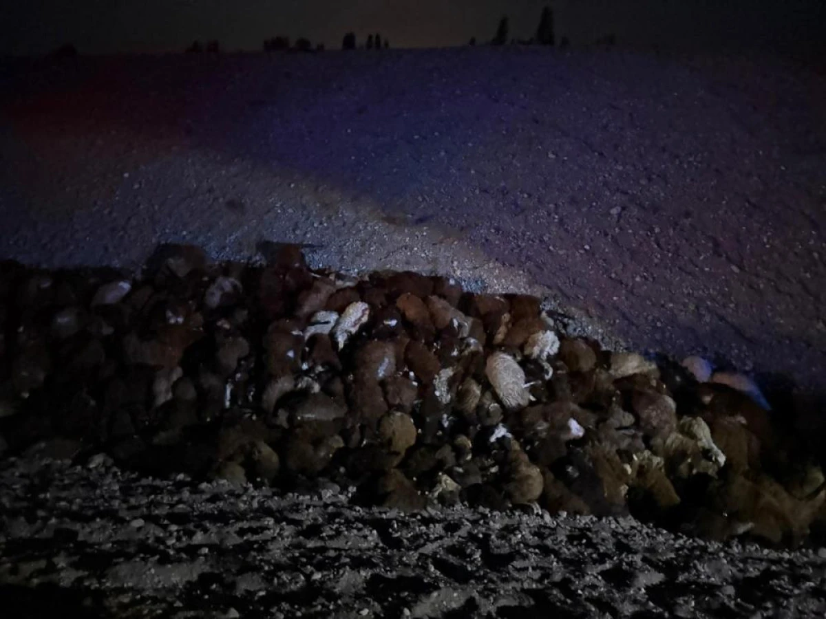 Arıların saldırdığı s&uuml;r&uuml;den 400 koyun &ouml;ld&uuml;