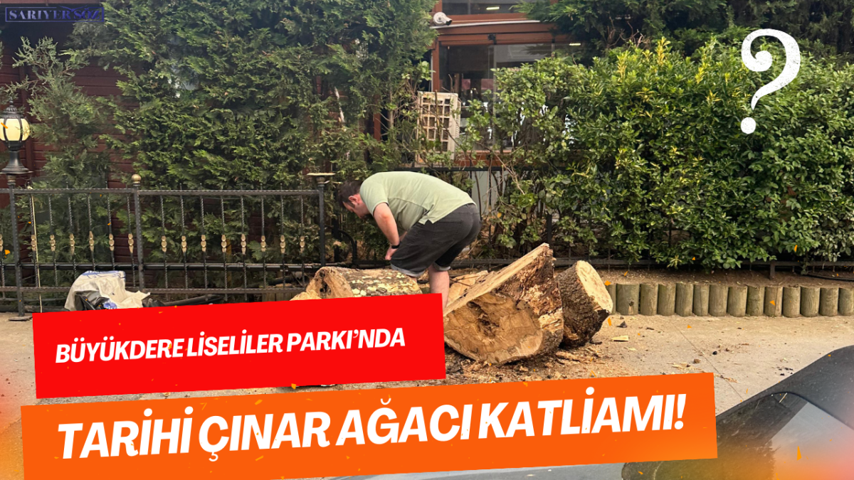 Büyükdere Liseliler Parkı’nda Tarihi Çınar Ağacı Katliamı!
