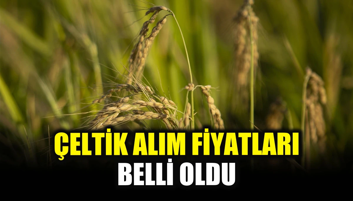 &Ccedil;eltik alım fiyatları belli oldu
