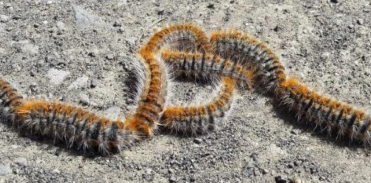 G&ouml;rd&uuml;ğ&uuml;n&uuml;z yerde ka&ccedil;ın: İnsanlar ve hayvanlar i&ccedil;in tehlike