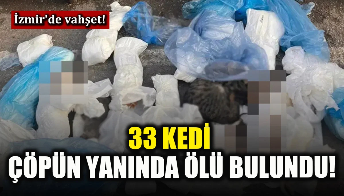 İzmir&rsquo;de 33 kedi &ccedil;&ouml;p&uuml;n yanında &ouml;l&uuml; bulundu!