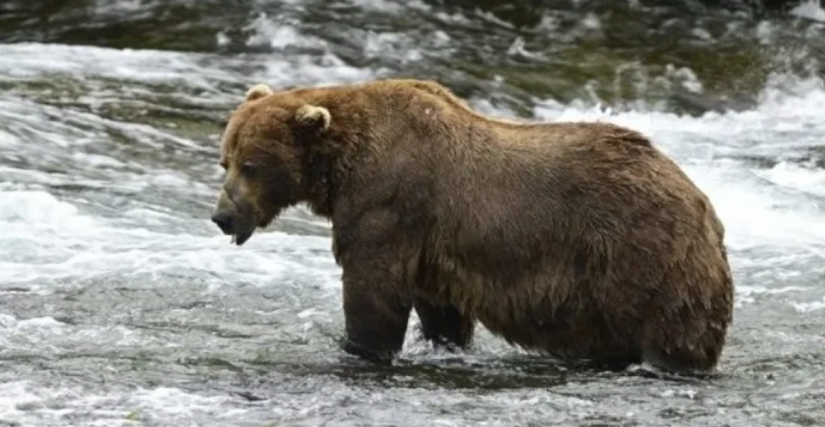 Japonya’da havalimanında panik: Pistte beliren ayı uçuşları durdurdu