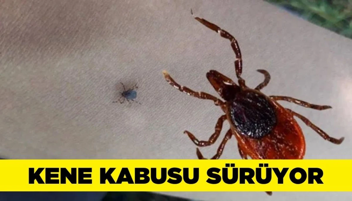 Kene Vakalarında Ölümler 11’e Yükseldi: Sivas’ta Bir Kayıp Daha