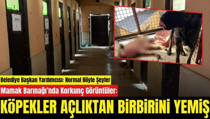 Mamak Barınağı&rsquo;nda Korkun&ccedil; G&ouml;r&uuml;nt&uuml;ler: K&ouml;pekler &Ouml;l&uuml;me Terk Edildi