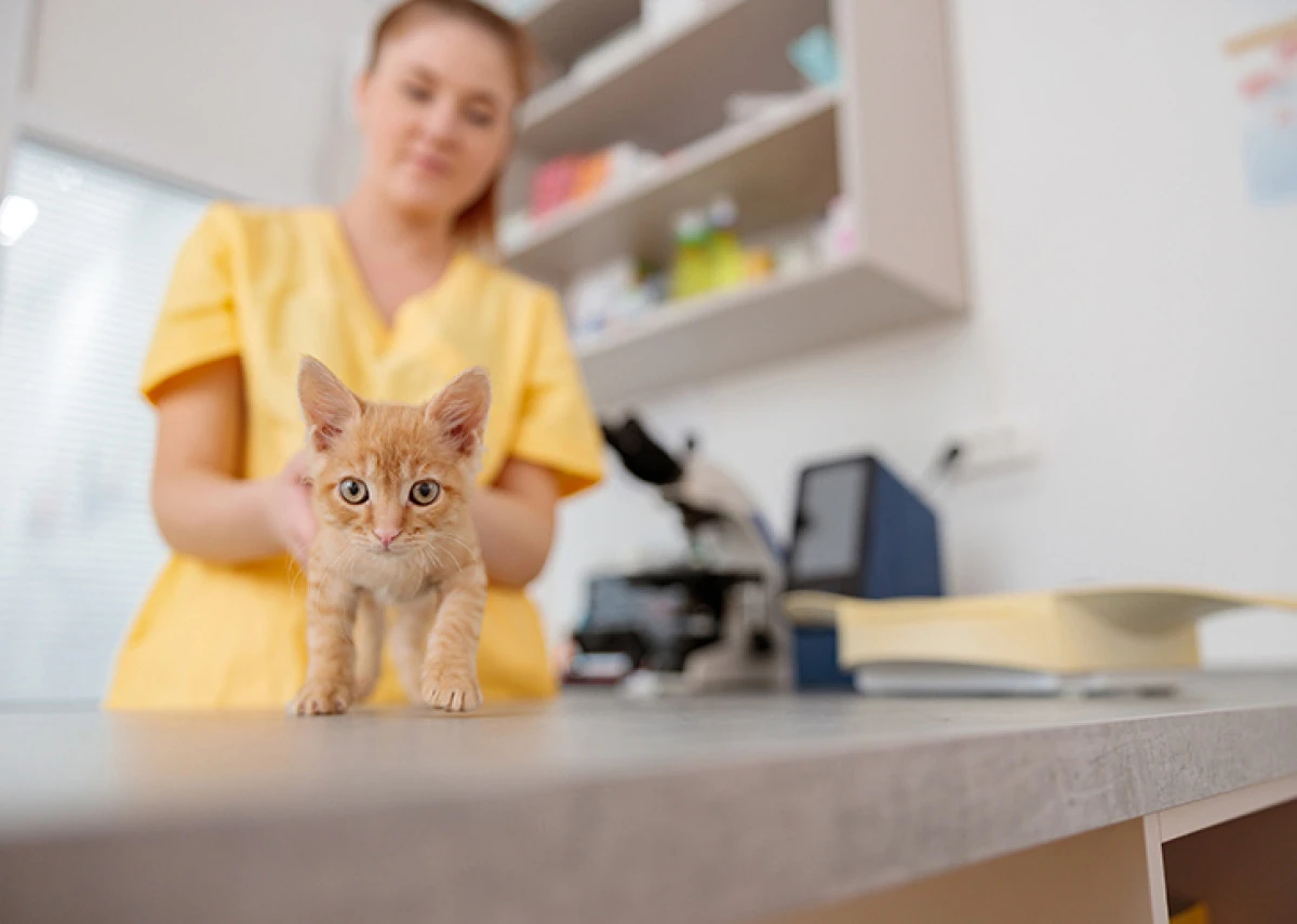 Sarıyer&rsquo;de hayvan dostu belediyecilik 