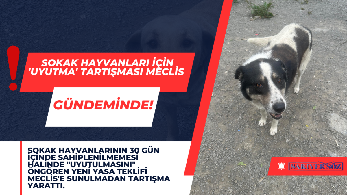 Sokak Hayvanları İçin 'Uyutma' Tartışması Meclis Gündeminde!