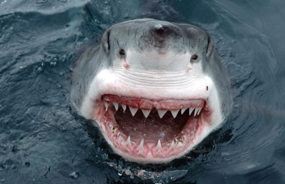 Sydney'de k&ouml;pek balığı saldırısı: 12 yaşındaki &ccedil;ocuk hayatını kaybetti!