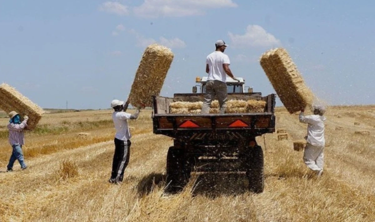 Tekirdağ&rsquo;da tarıma &lsquo;yangın&rsquo; darbesi! 15 g&uuml;n boyunca...